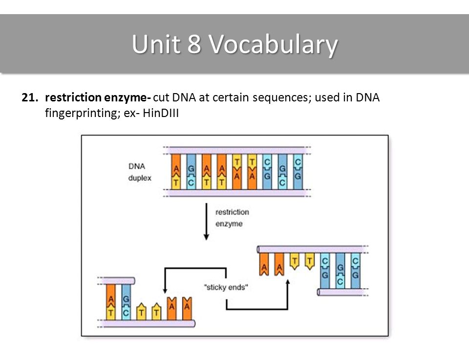 Unit 8 Vocabulary 21.restriction enzyme- cut DNA at certain sequences; used in DNA fingerprinting; ex- HinDIII