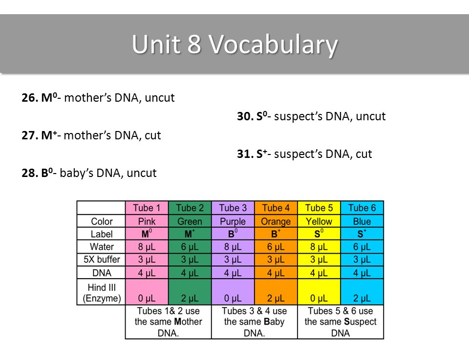 Unit 8 Vocabulary 26. M 0 - mother’s DNA, uncut 27.