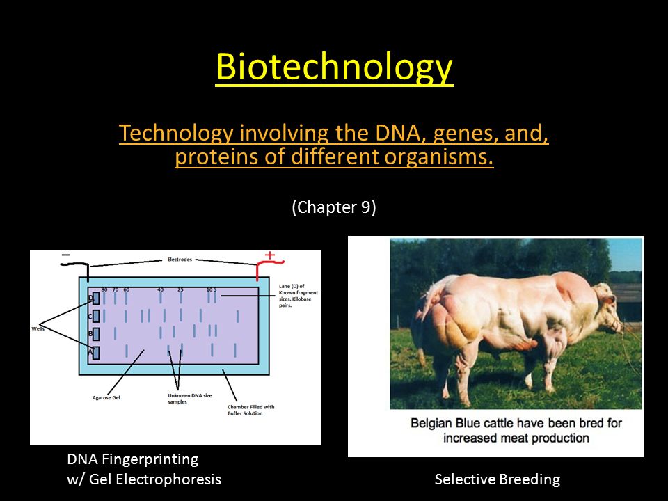 Biotechnology Technology involving the DNA, genes, and, proteins of different organisms.