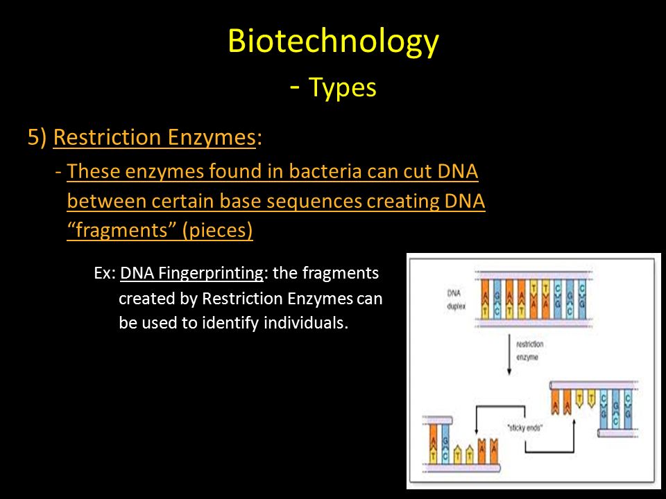 Biotechnology - Types 5) Restriction Enzymes: - These enzymes found in bacteria can cut DNA between certain base sequences creating DNA fragments (pieces) Ex: DNA Fingerprinting: the fragments created by Restriction Enzymes can be used to identify individuals.