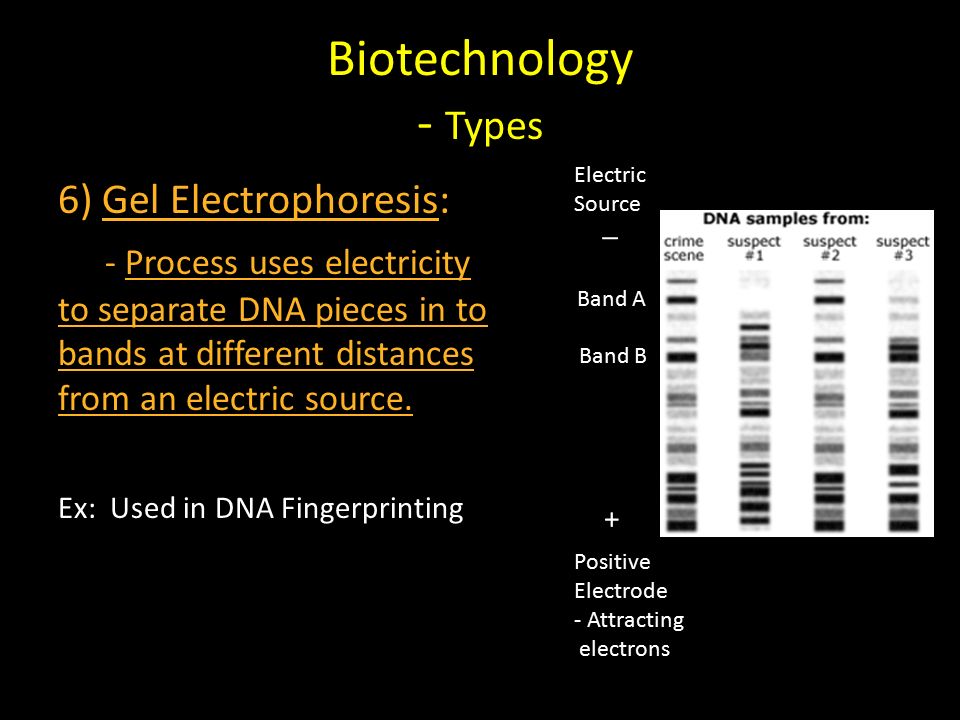 Biotechnology - Types 6) Gel Electrophoresis: - Process uses electricity to separate DNA pieces in to bands at different distances from an electric source.