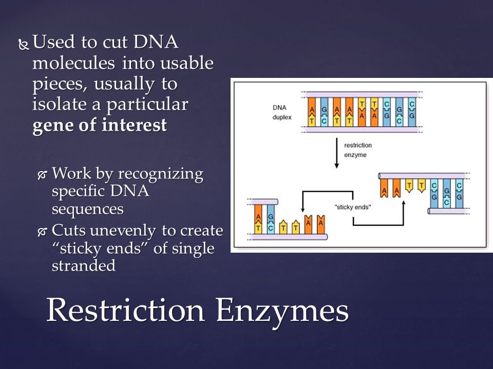 Restriction Enzymes  Used to cut DNA molecules into usable pieces, usually to isolate a particular gene of interest  Work by recognizing specific DNA sequences  Cuts unevenly to create sticky ends of single stranded