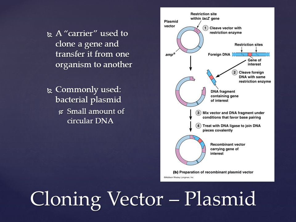 Cloning Vector – Plasmid  A carrier used to clone a gene and transfer it from one organism to another  Commonly used: bacterial plasmid  Small amount of circular DNA
