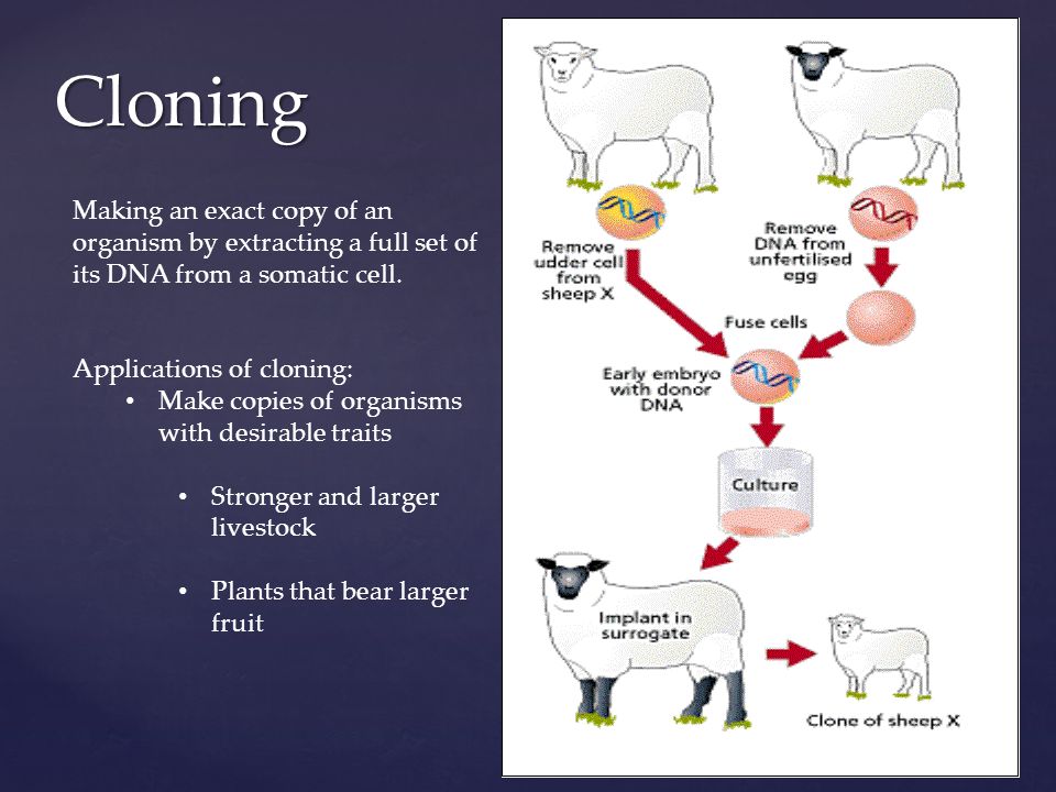 Cloning Making an exact copy of an organism by extracting a full set of its DNA from a somatic cell.