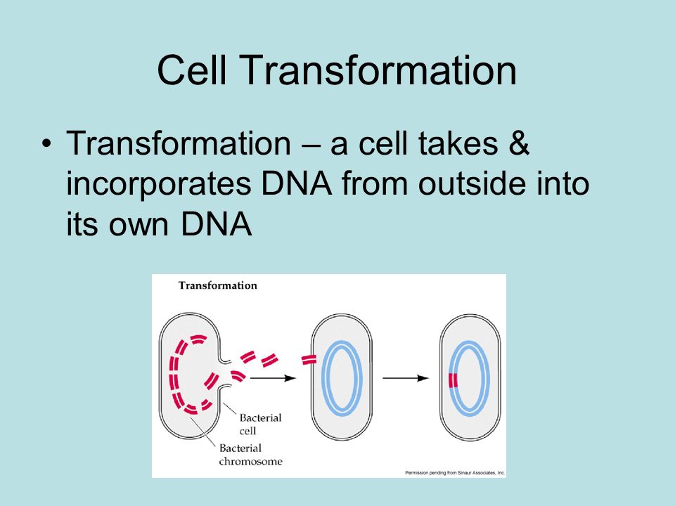Cell Transformation Transformation – a cell takes & incorporates DNA from outside into its own DNA