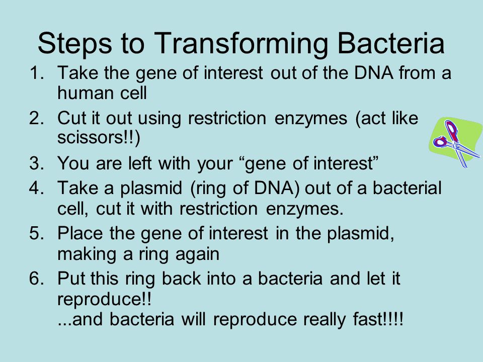 Steps to Transforming Bacteria 1.Take the gene of interest out of the DNA from a human cell 2.Cut it out using restriction enzymes (act like scissors!!)‏ 3.You are left with your gene of interest 4.Take a plasmid (ring of DNA) out of a bacterial cell, cut it with restriction enzymes.