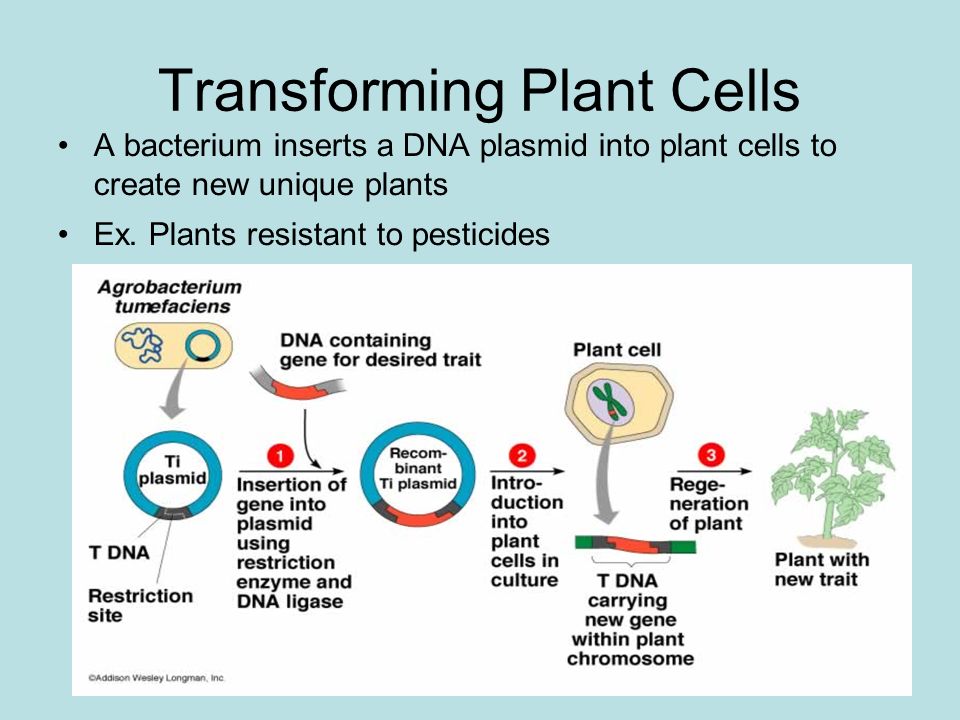 Transforming Plant Cells A bacterium inserts a DNA plasmid into plant cells to create new unique plants Ex.