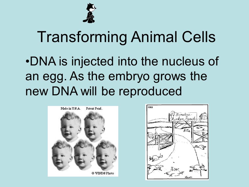 Transforming Animal Cells DNA is injected into the nucleus of an egg.