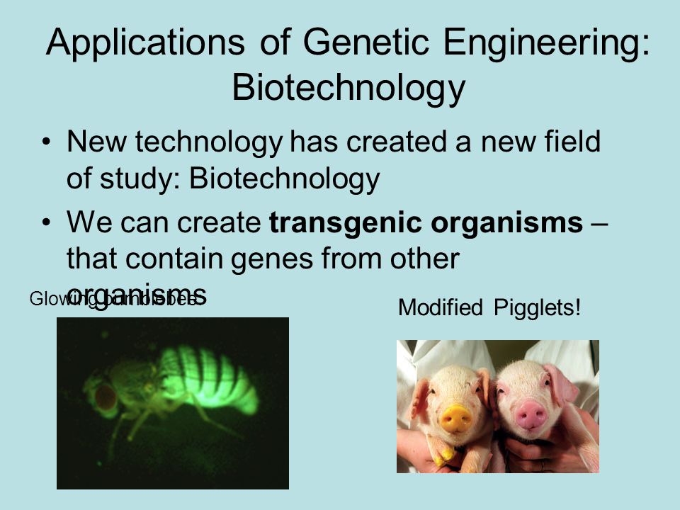 Applications of Genetic Engineering: Biotechnology New technology has created a new field of study: Biotechnology We can create transgenic organisms – that contain genes from other organisms Glowing bumblebee: Modified Pigglets!