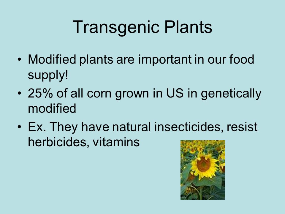 Transgenic Plants Modified plants are important in our food supply.