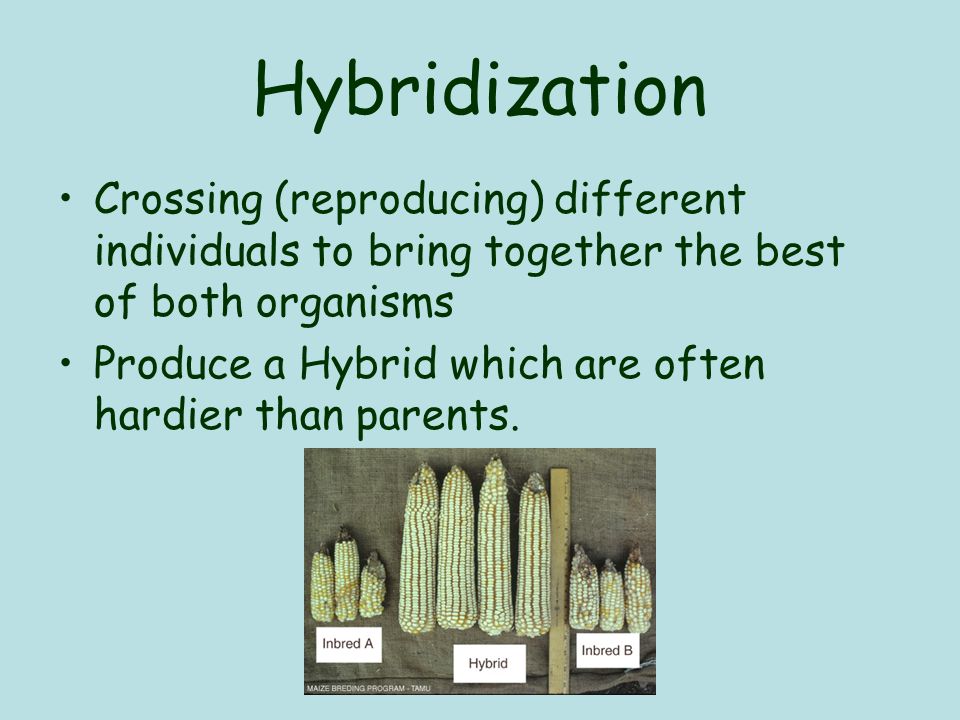 Hybridization Crossing (reproducing) different individuals to bring together the best of both organisms Produce a Hybrid which are often hardier than parents.