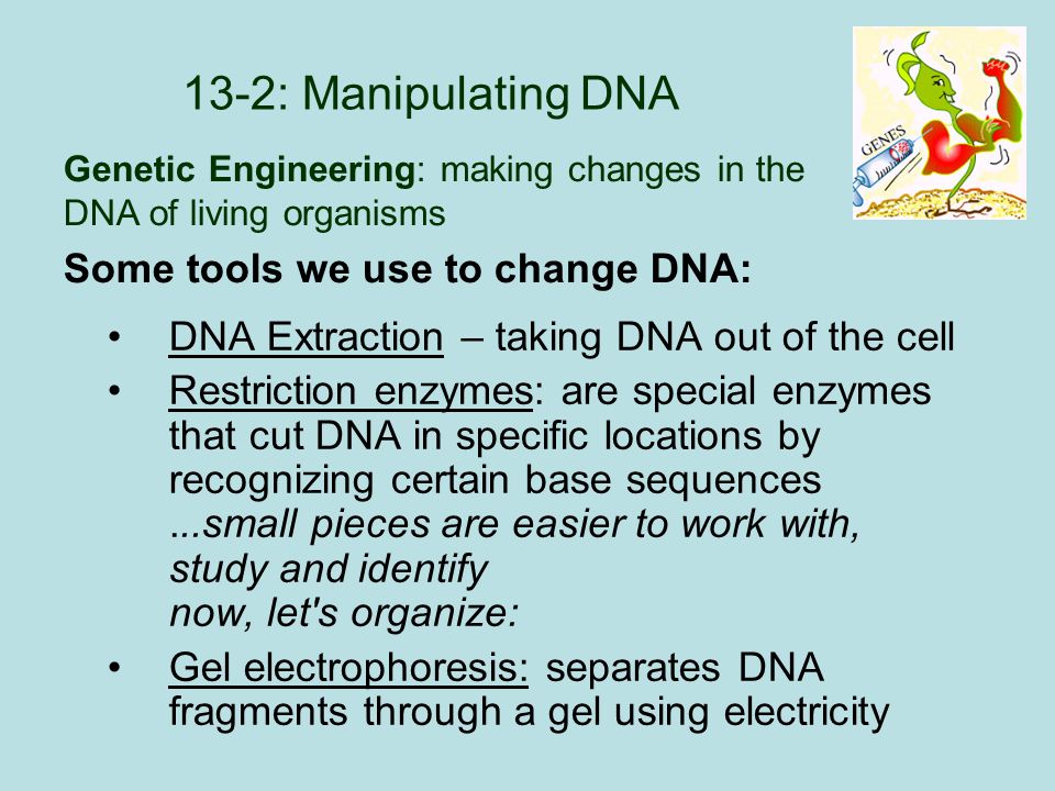 13-2: Manipulating DNA DNA Extraction – taking DNA out of the cell Restriction enzymes: are special enzymes that cut DNA in specific locations by recognizing certain base sequences...small pieces are easier to work with, study and identify now, let s organize: Gel electrophoresis: separates DNA fragments through a gel using electricity Some tools we use to change DNA: Genetic Engineering: making changes in the DNA of living organisms