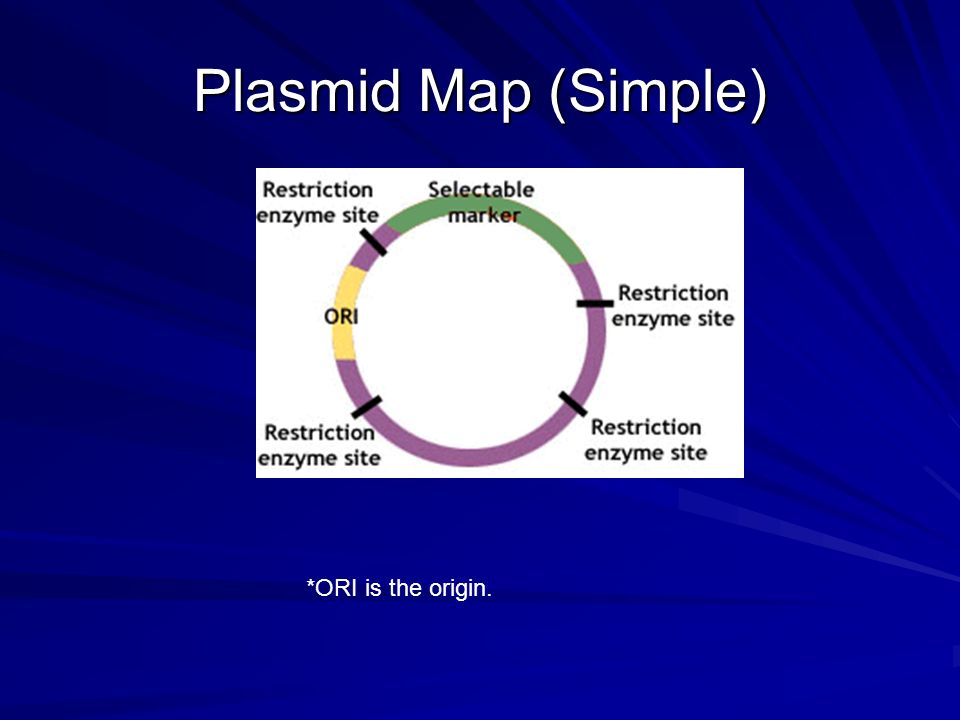 Plasmid Map (Simple) *ORI is the origin.