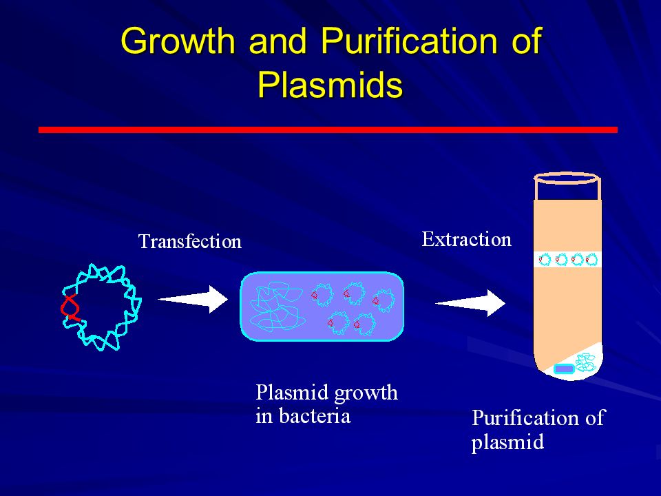 Growth and Purification of Plasmids