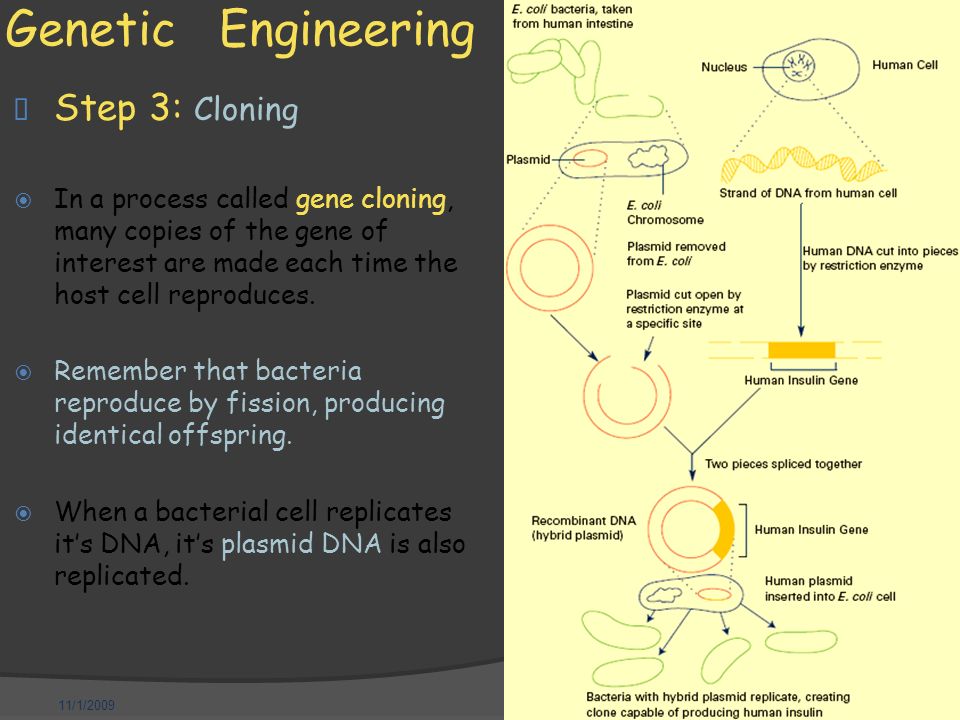 11/1/2009 Genetic Engineering  Step 3: Cloning  In a process called gene cloning, many copies of the gene of interest are made each time the host cell reproduces.