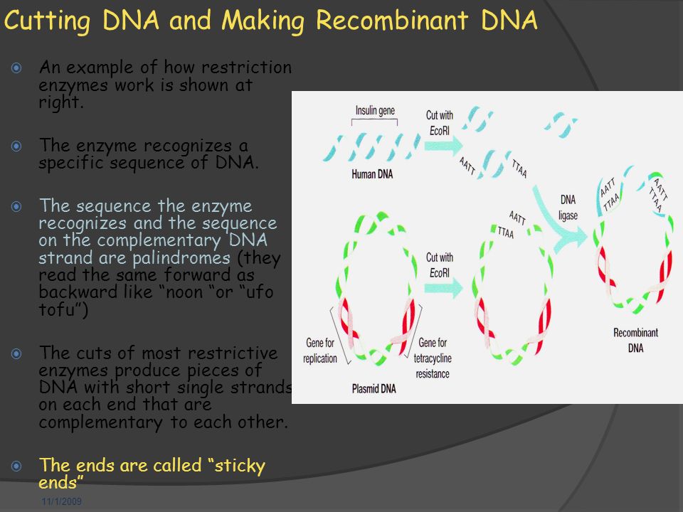 11/1/2009 Cutting DNA and Making Recombinant DNA  An example of how restriction enzymes work is shown at right.