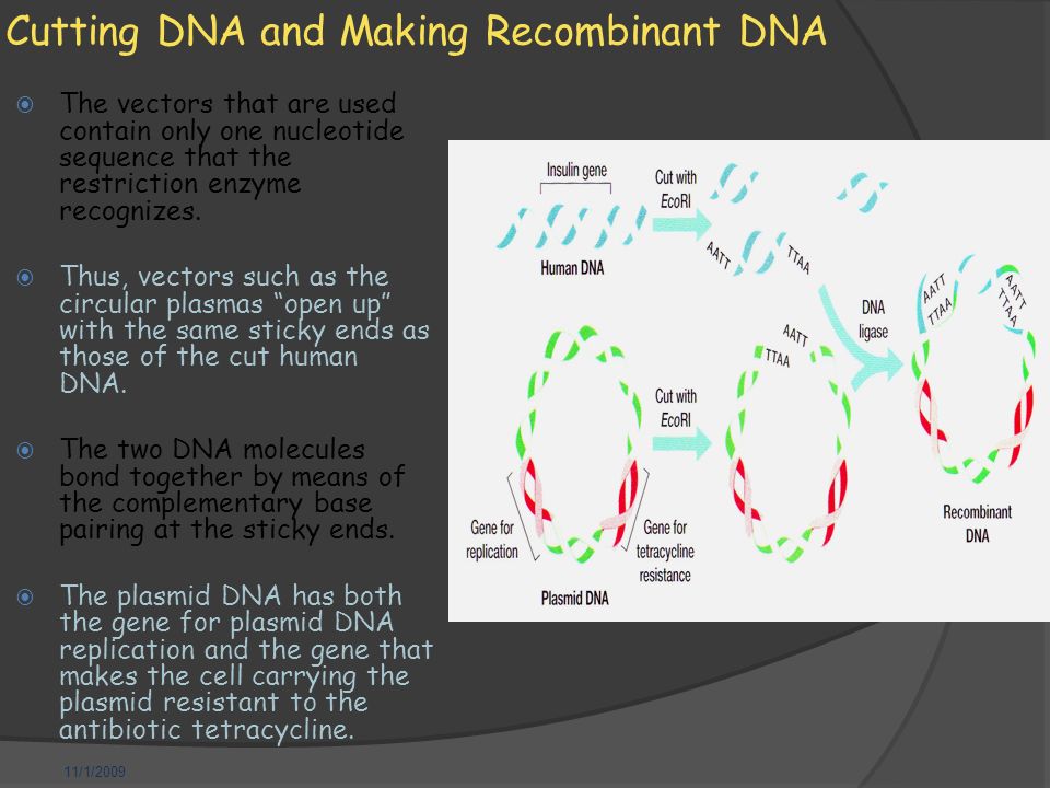11/1/2009 Cutting DNA and Making Recombinant DNA  The vectors that are used contain only one nucleotide sequence that the restriction enzyme recognizes.