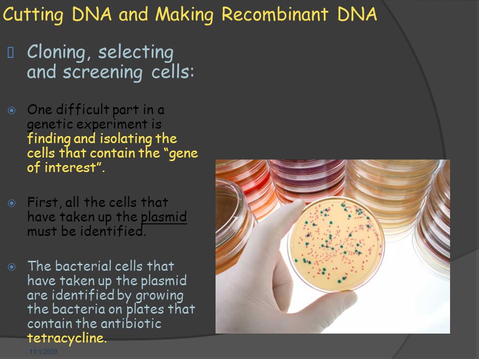 11/1/2009 Cutting DNA and Making Recombinant DNA  Cloning, selecting and screening cells:  One difficult part in a genetic experiment is finding and isolating the cells that contain the gene of interest .