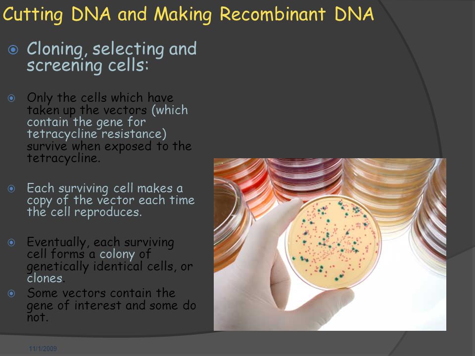 11/1/2009 Cutting DNA and Making Recombinant DNA  Cloning, selecting and screening cells:  Only the cells which have taken up the vectors (which contain the gene for tetracycline resistance) survive when exposed to the tetracycline.