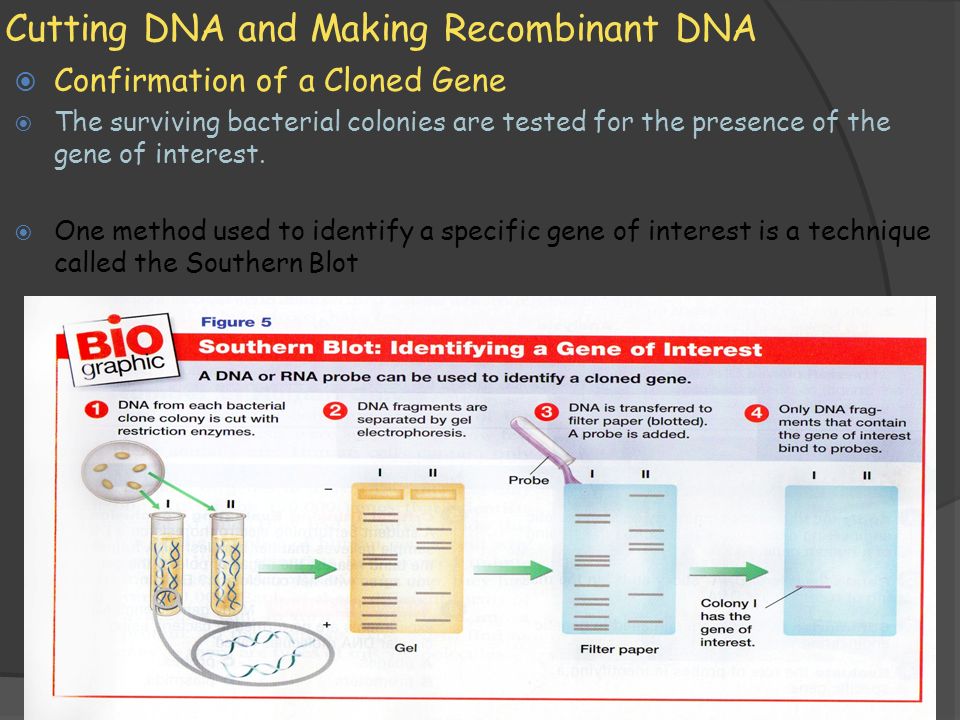 11/1/2009 Cutting DNA and Making Recombinant DNA  Confirmation of a Cloned Gene  The surviving bacterial colonies are tested for the presence of the gene of interest.