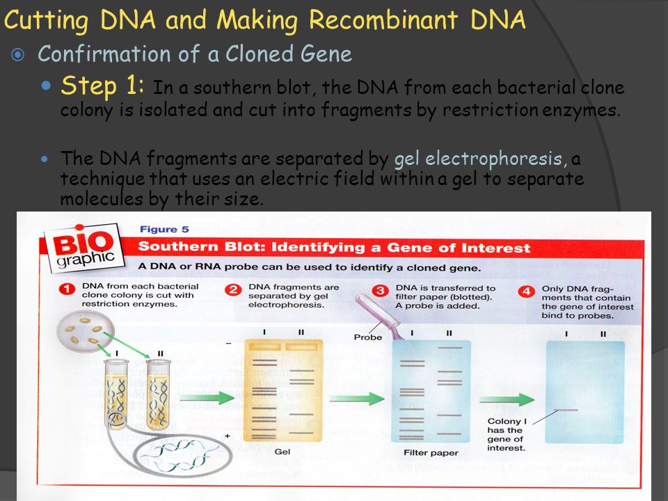 11/1/2009 Cutting DNA and Making Recombinant DNA  Confirmation of a Cloned Gene — Step 1: In a southern blot, the DNA from each bacterial clone colony is isolated and cut into fragments by restriction enzymes.