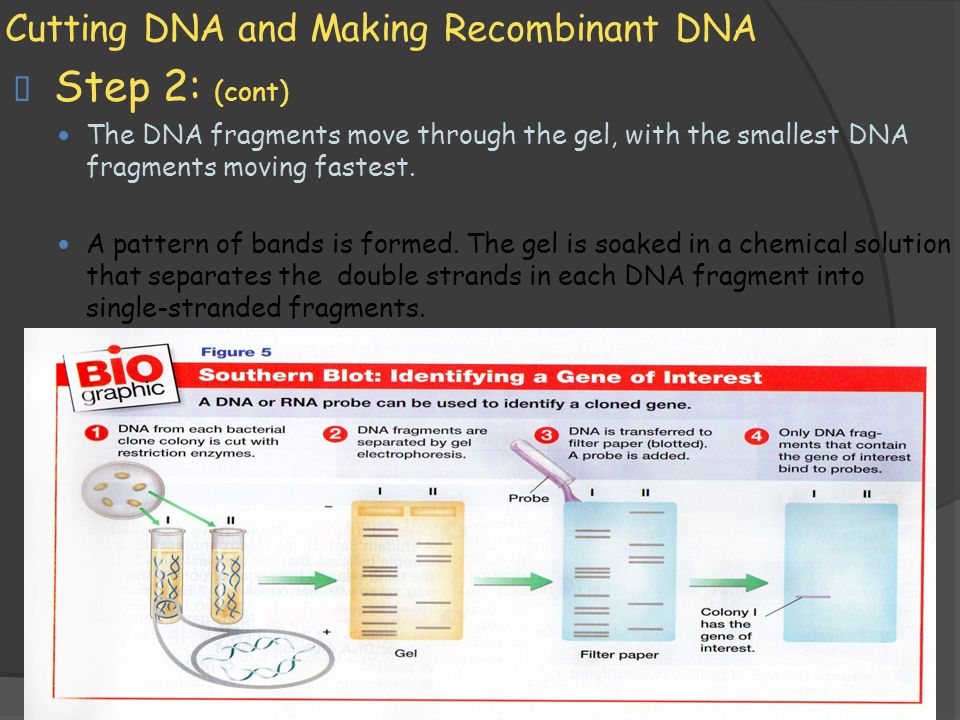 11/1/2009 Cutting DNA and Making Recombinant DNA  Step 2: (cont) — The DNA fragments move through the gel, with the smallest DNA fragments moving fastest.