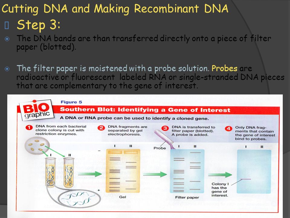 11/1/2009 Cutting DNA and Making Recombinant DNA  Step 3:  The DNA bands are than transferred directly onto a piece of filter paper (blotted).