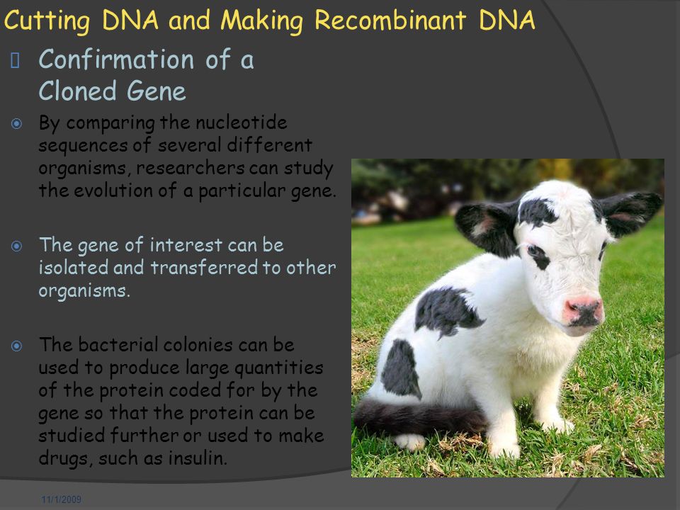 11/1/2009 Cutting DNA and Making Recombinant DNA  Confirmation of a Cloned Gene  By comparing the nucleotide sequences of several different organisms, researchers can study the evolution of a particular gene.