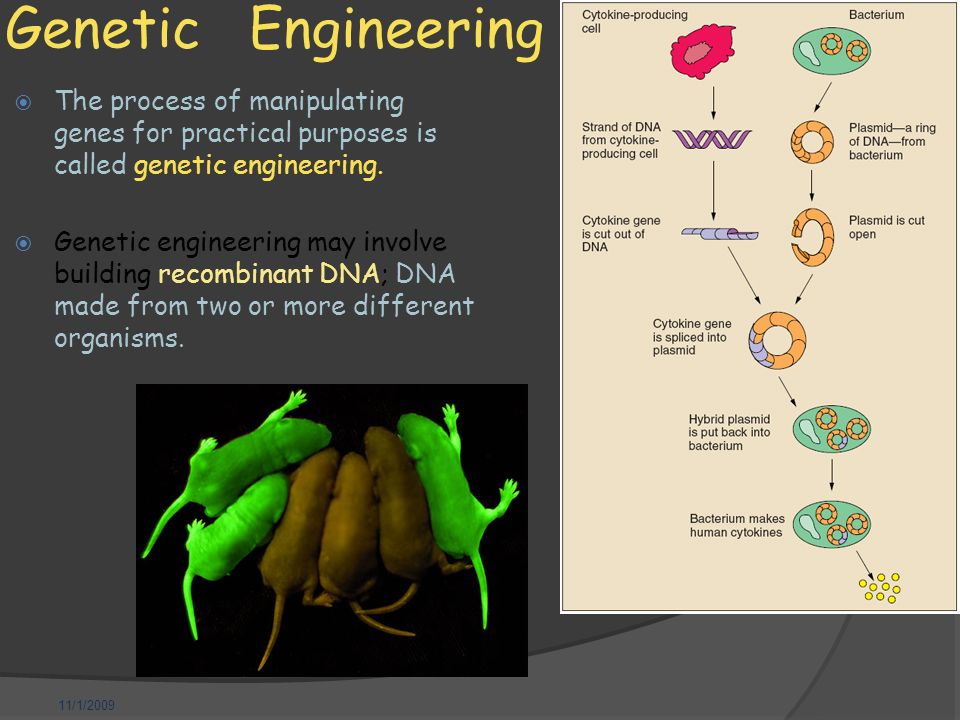 11/1/2009 Genetic Engineering  The process of manipulating genes for practical purposes is called genetic engineering.