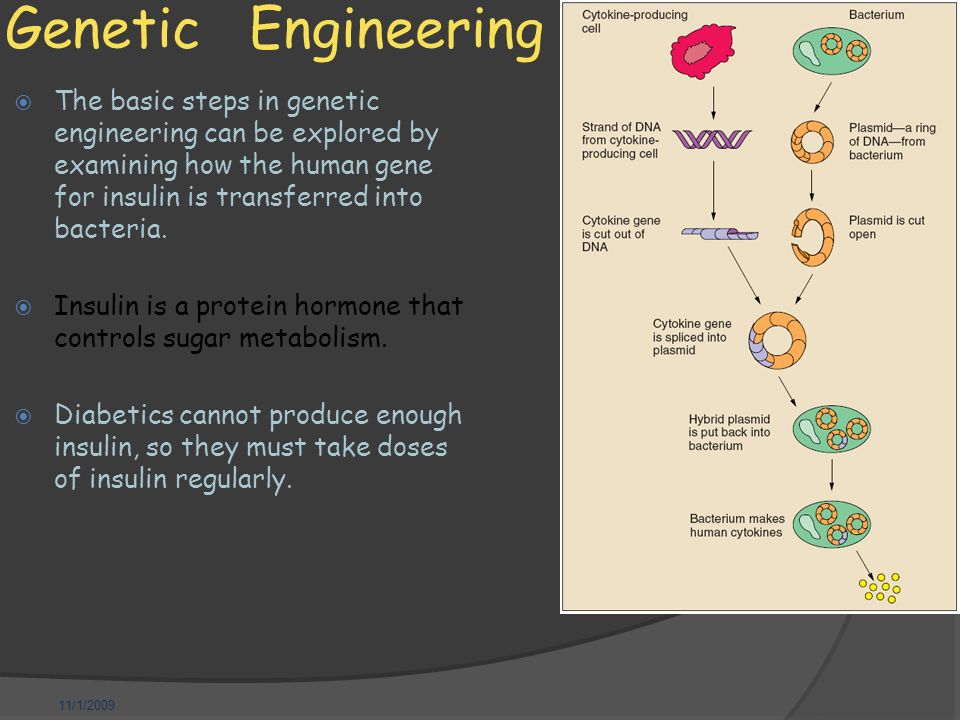 11/1/2009 Genetic Engineering  The basic steps in genetic engineering can be explored by examining how the human gene for insulin is transferred into bacteria.