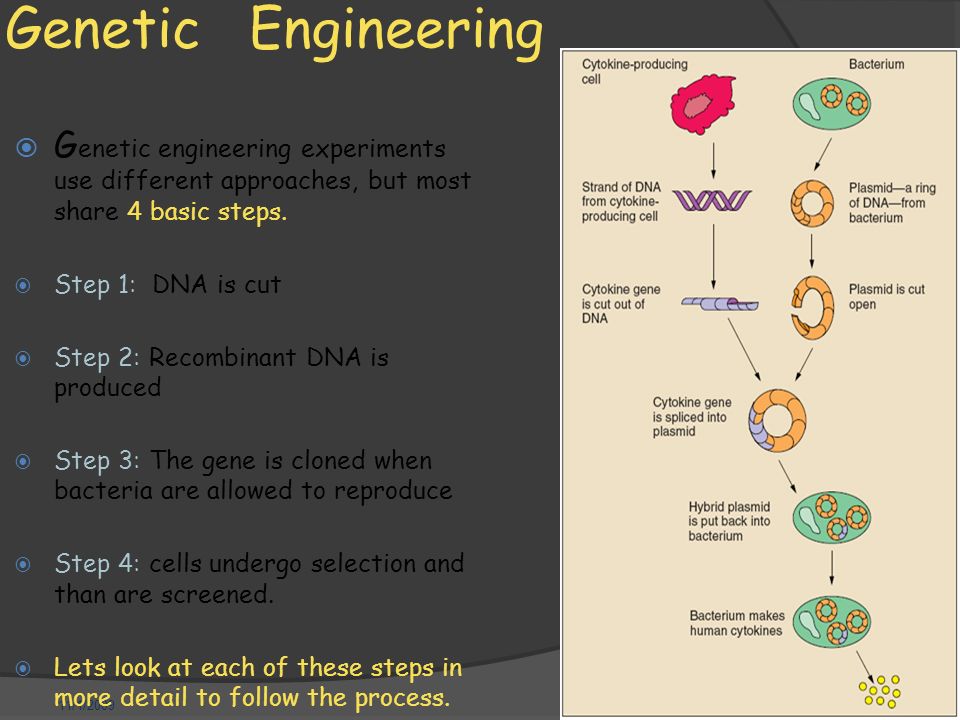 11/1/2009 Genetic Engineering  G enetic engineering experiments use different approaches, but most share 4 basic steps.