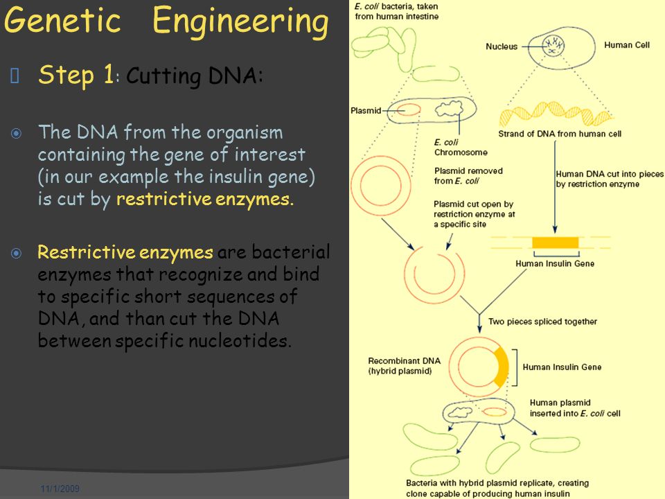 11/1/2009 Genetic Engineering  Step 1 : Cutting DNA:  The DNA from the organism containing the gene of interest (in our example the insulin gene) is cut by restrictive enzymes.