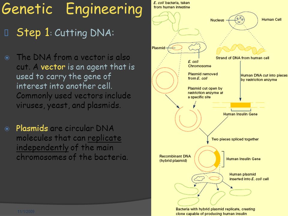 11/1/2009 Genetic Engineering  Step 1 : Cutting DNA:  The DNA from a vector is also cut.