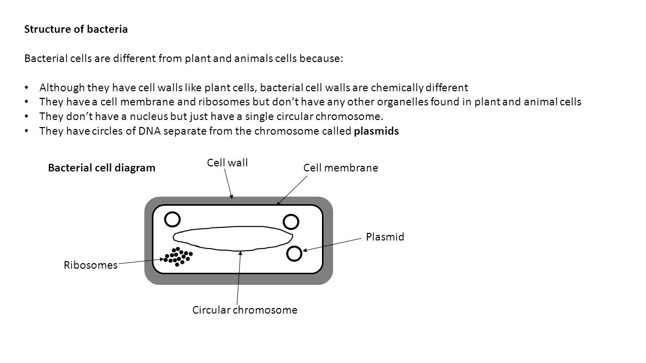 Structure of bacteria Bacterial cells are different from plant and animals cells because: Although they have cell walls like plant cells, bacterial cell walls are chemically different They have a cell membrane and ribosomes but don’t have any other organelles found in plant and animal cells They don’t have a nucleus but just have a single circular chromosome.