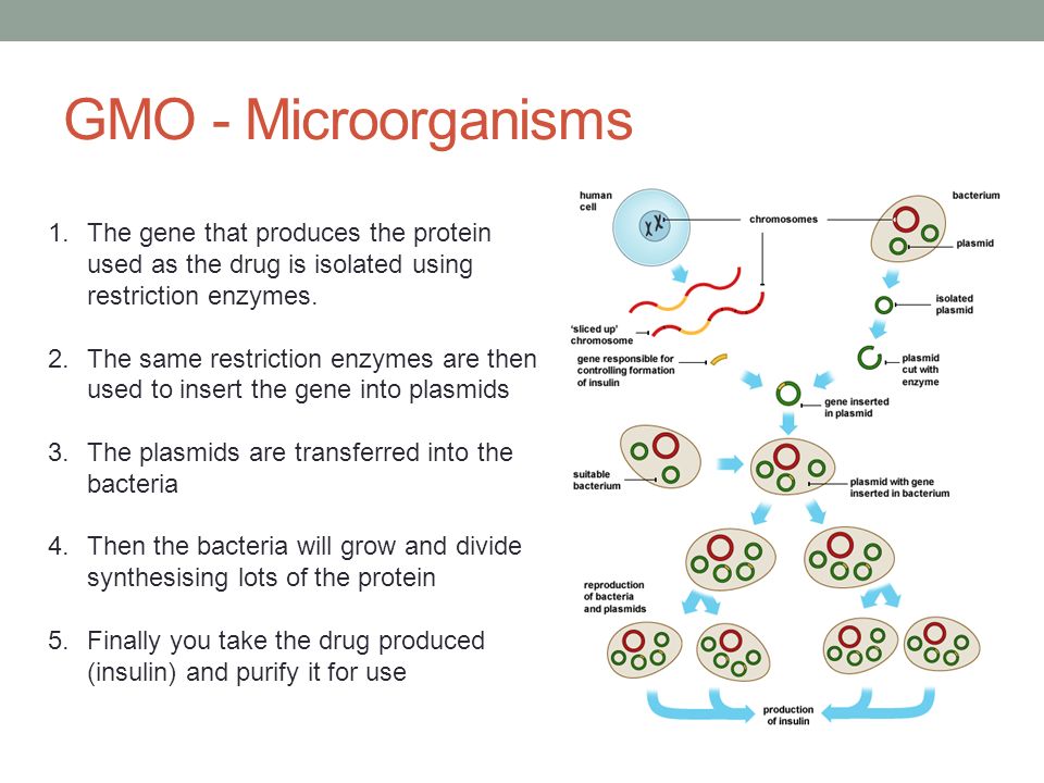 GMO - Microorganisms 1.The gene that produces the protein used as the drug is isolated using restriction enzymes.