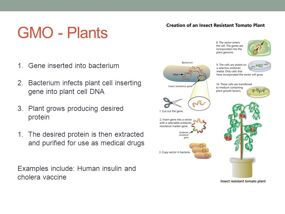 GMO - Plants 1.Gene inserted into bacterium 2.Bacterium infects plant cell inserting gene into plant cell DNA 3.Plant grows producing desired protein 1.The desired protein is then extracted and purified for use as medical drugs Examples include: Human insulin and cholera vaccine