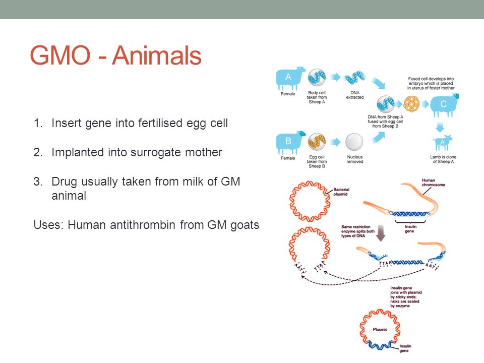GMO - Animals 1.Insert gene into fertilised egg cell 2.Implanted into surrogate mother 3.Drug usually taken from milk of GM animal Uses: Human antithrombin from GM goats