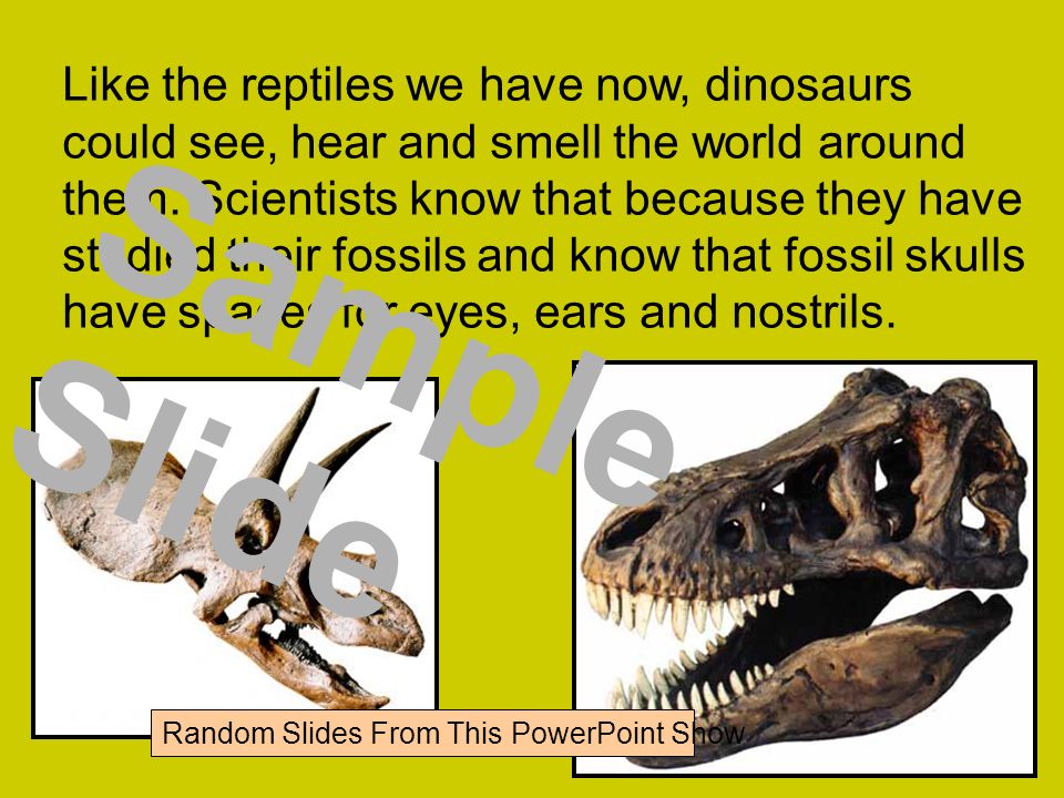 Like the reptiles we have now, dinosaurs could see, hear and smell the world around them.