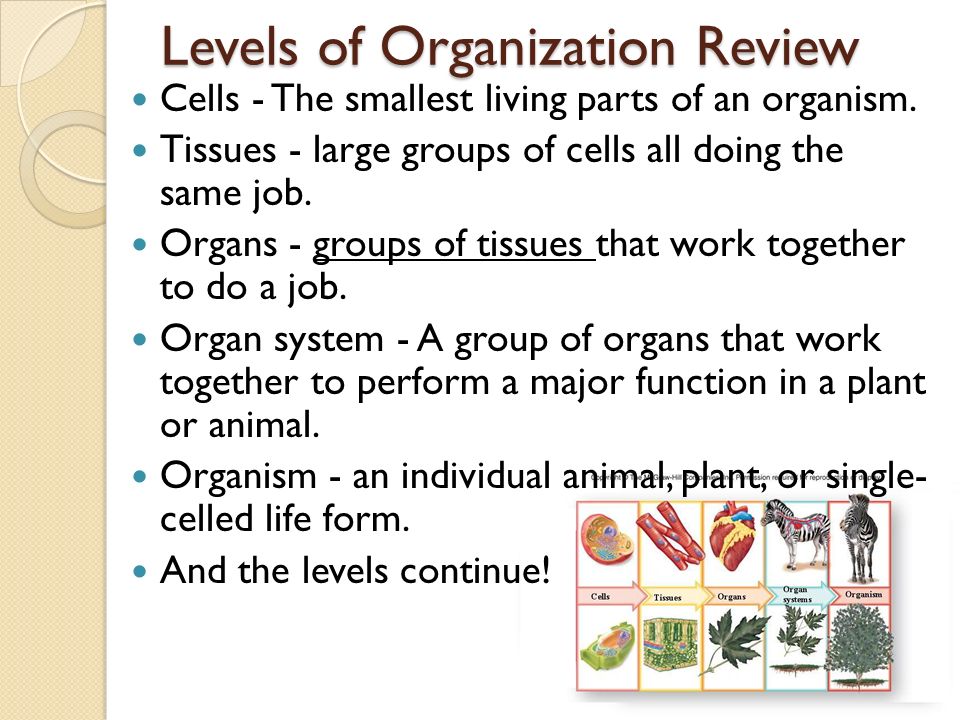 unit 5 plants and animals are interdependent living things and groups of tissues with the same function form