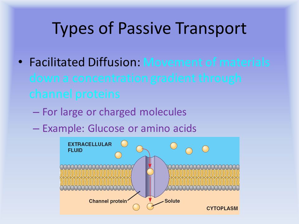 types of passive transport