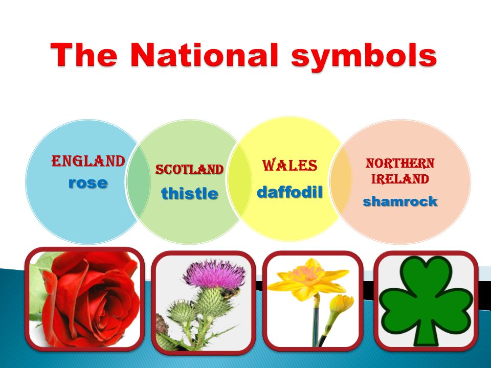rose England roseScotlandthistle Walesdaffodil Northern Irelandshamrock