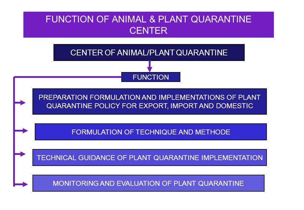 FUNCTION OF ANIMAL & PLANT QUARANTINE CENTER CENTER OF ANIMAL/PLANT QUARANTINE FUNCTION PREPARATION FORMULATION AND IMPLEMENTATIONS OF PLANT QUARANTINE POLICY FOR EXPORT, IMPORT AND DOMESTIC FORMULATION OF TECHNIQUE AND METHODE TECHNICAL GUIDANCE OF PLANT QUARANTINE IMPLEMENTATION MONITORING AND EVALUATION OF PLANT QUARANTINE
