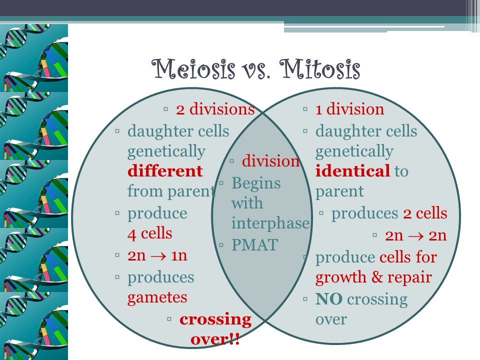 Venn Diagram Meiosis And Mitosis - Mitosis Vs Meiosis Key Differences Cha.....