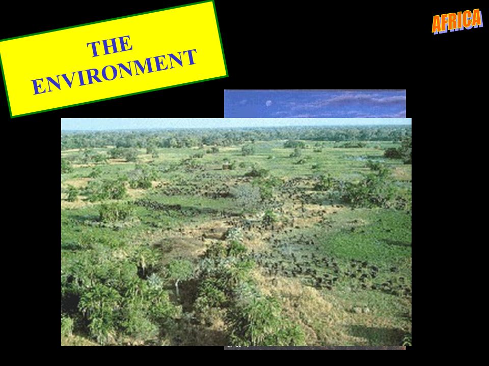 THE ENVIRONMENT