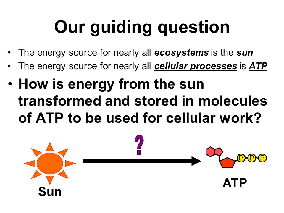 Our guiding question The energy source for nearly all ecosystems is the sun The energy source for nearly all cellular processes is ATP How is energy from the sun transformed and stored in molecules of ATP to be used for cellular work.