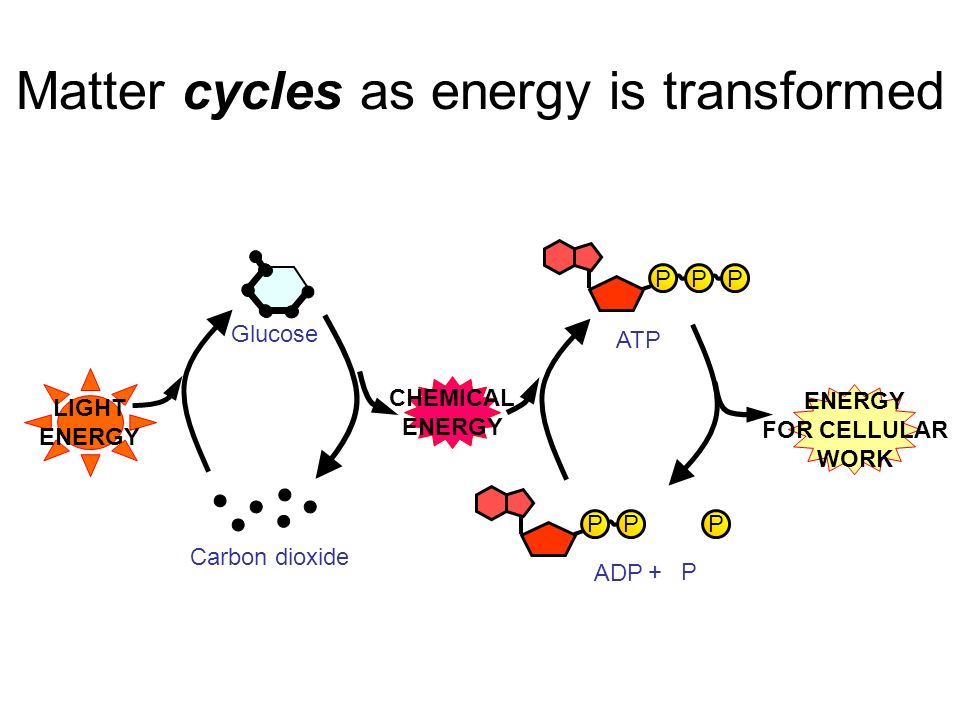LIGHT ENERGY CHEMICAL ENERGY Glucose Carbon dioxide PPP PPP ENERGY FOR CELLULAR WORK ATP ADP P+ Matter cycles as energy is transformed