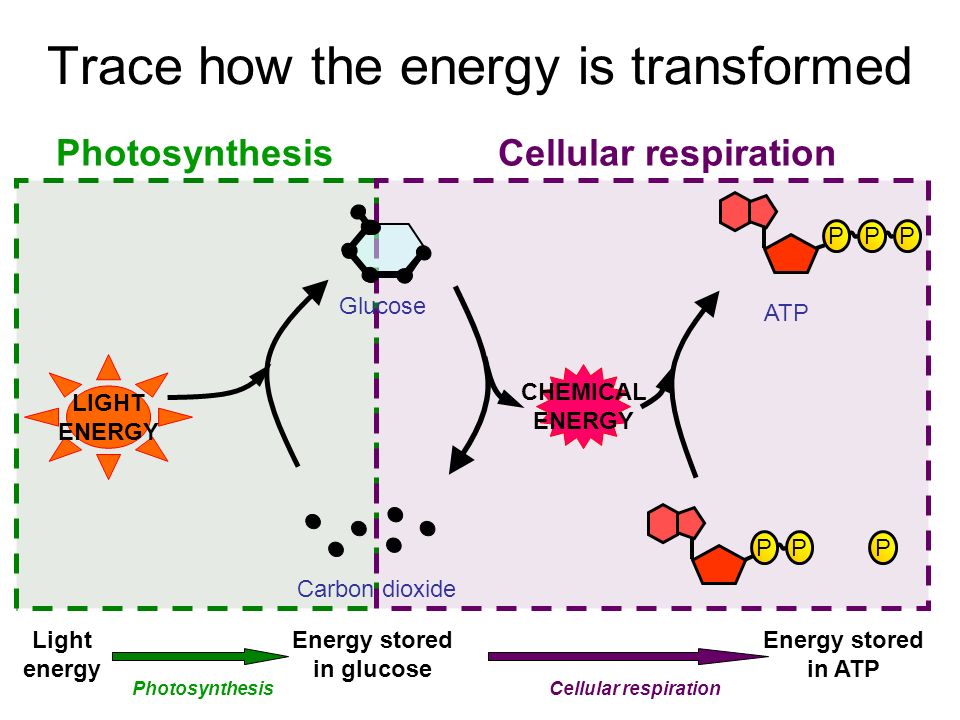 LIGHT ENERGY CHEMICAL ENERGY Glucose Carbon dioxide PPP PPP ATP PhotosynthesisCellular respiration Light energy Energy stored in glucose Energy stored in ATP PhotosynthesisCellular respiration Trace how the energy is transformed
