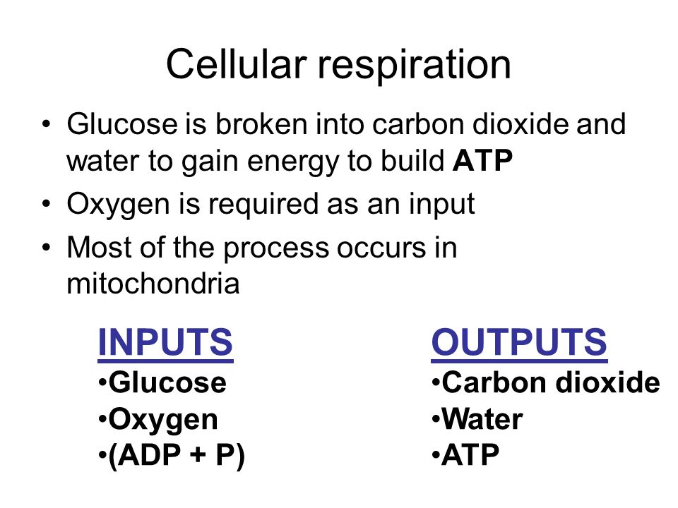 Cellular respiration Glucose is broken into carbon dioxide and water to gain energy to build ATP Oxygen is required as an input Most of the process occurs in mitochondria INPUTS Glucose Oxygen (ADP + P) OUTPUTS Carbon dioxide Water ATP