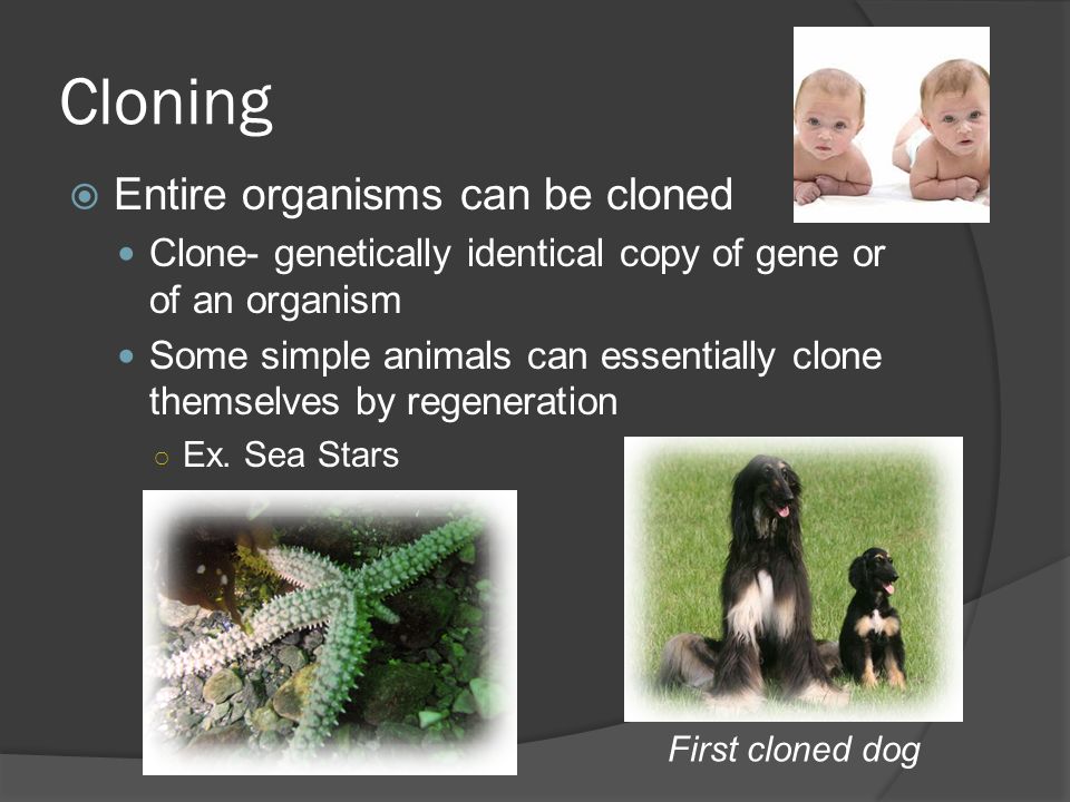 animal cloning for human consumption List of disadvantages of cloning animals 1 the process is tedious and can be costly with all the time, equipment, tests and procedure needed to clone an animal, cloning can be very expensive. animal cloning for human consumption List of disadvantages of cloning animals 1 the process is tedious and can be costly with all the time, equipment, tests and procedure needed to clone an animal, cloning can be very expensive.