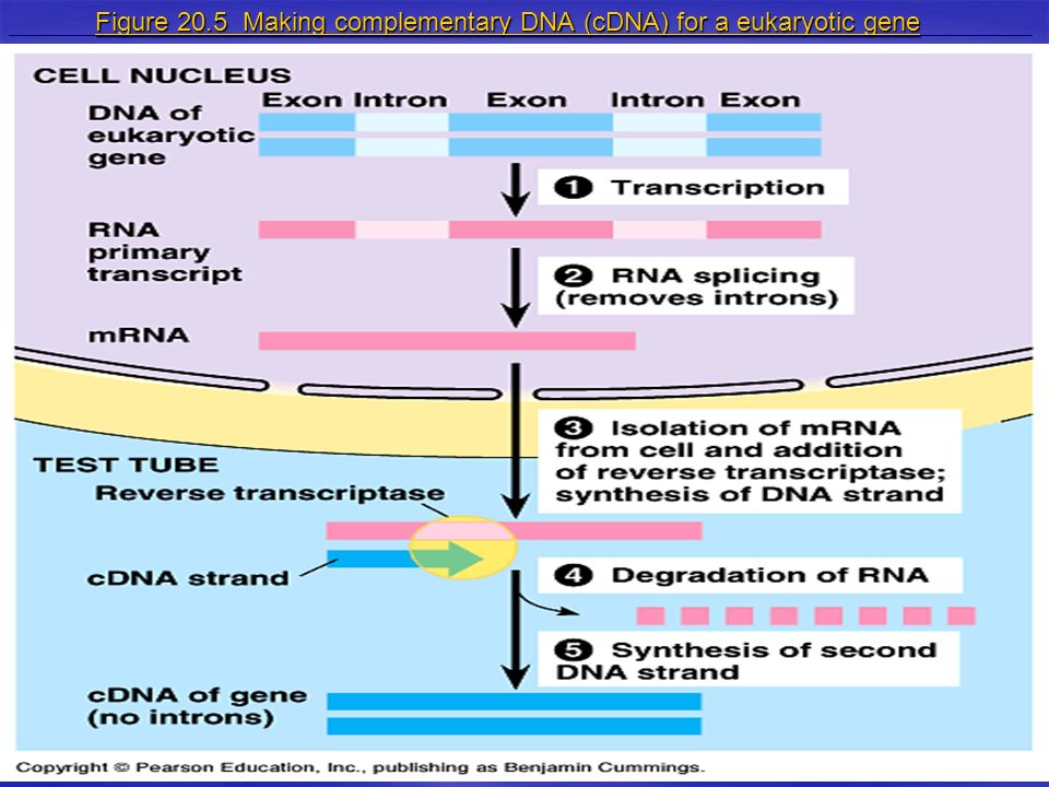 Figure 20.5 Making complementary DNA (cDNA) for a eukaryotic gene Figure 20.5 Making complementary DNA (cDNA) for a eukaryotic gene
